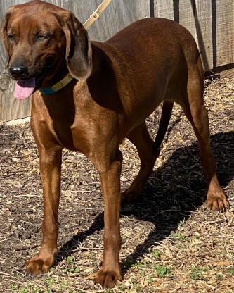 Timber sales chopper redbones